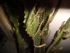 cactusyo2.jpg