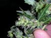 DSCN3573.jpg