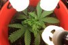 Green Monster Day 39 photo top.jpg