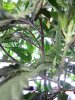 DSC00517.jpg