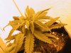 grow 008.JPG