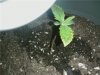 weed.jpg