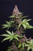 DPD_f3_-Bloom_day_60_-_2_003.jpg