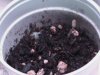DSC01038.JPG