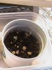 DSC01039.JPG