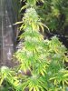 buds44 006.jpg