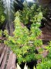 buds44 005.jpg