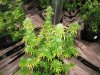 buds44 003.jpg