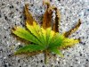 Leaf 002.jpg
