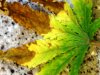 Leaf 003.jpg