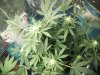 resized kush.jpg