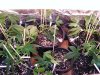 DSCF0074.jpg