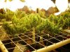SCROG.jpg