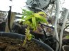 DSCN0563.jpg