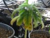 DSCN0559.jpg