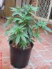 DSC00275.jpg