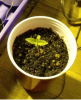 PowerKush.png