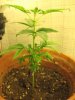 plants 010.jpg