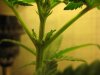 plants 009.jpg