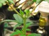 plants 3 weeks and 1 month and 2 weeks. 003.jpg