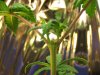myplants 004.jpg