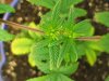 myplants 005.jpg