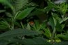 lady bug hides.jpg