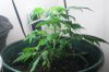 liquid-blaze-albums-my-1st-grow-picture89661-100-2413.jpg