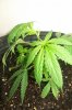 liquid-blaze-albums-my-1st-grow-picture89662-100-2408.jpg