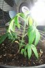 liquid-blaze-albums-my-1st-grow-picture89663-100-2404.jpg