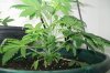 liquid-blaze-albums-my-1st-grow-picture89664-100-2403.jpg