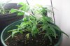 liquid-blaze-albums-my-1st-grow-picture89665-100-2400.jpg