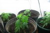 liquid-blaze-albums-my-1st-grow-picture89666-100-2409.jpg