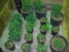 veg 11-24-09.jpg
