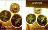 seedling 2.JPG