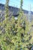 harvest 052.jpg