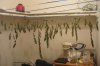 harvest 070.jpg