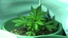 Roll it up 012.jpg