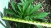 Roll it up 009.jpg