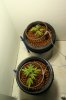 grow week 1.JPG