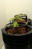 grow week.JPG