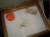 keif box 2.jpg