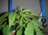 first grow 010.jpg
