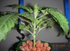 first grow 014.jpg