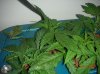first grow 007.jpg