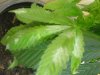 DSC00145.jpg