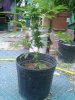downsized_1127091631.jpg