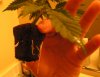 jazzy_clone1_roots.jpg
