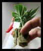 Pineapple Express Clone 1 - November 27th.jpg