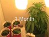 4 weeks.jpg